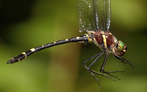 Male
2008_07_21_NC